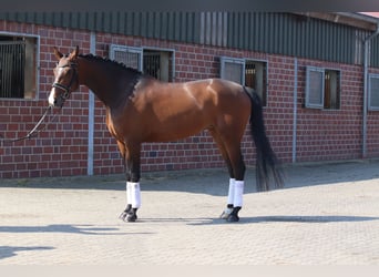 Hanovrien, Jument, 8 Ans, 165 cm, Alezan brûlé