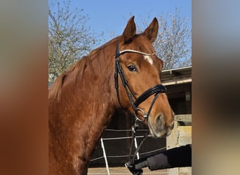 Hanovrien, Jument, 8 Ans, 165 cm, Alezan