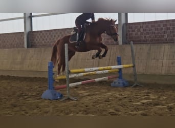 Hanovrien, Jument, 8 Ans, 165 cm, Alezan