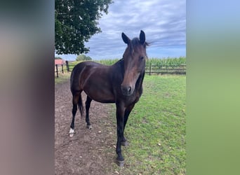 Hanovrien, Jument, 8 Ans, 165 cm, Bai