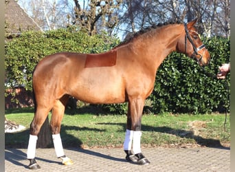 Hanovrien, Jument, 8 Ans, 165 cm, Bai