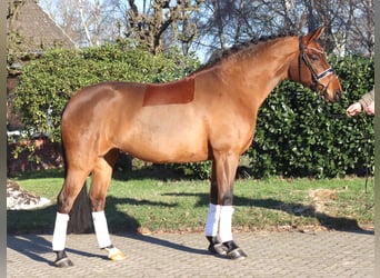 Hanovrien, Jument, 8 Ans, 165 cm, Bai