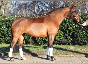 Hanovrien, Jument, 8 Ans, 165 cm, Bai