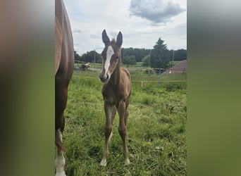 Hanovrien, Jument, 8 Ans, 166 cm, Alezan