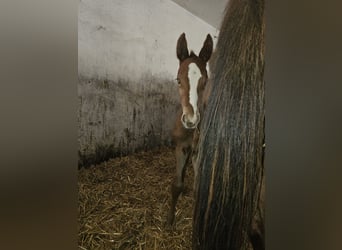 Hanovrien, Jument, 8 Ans, 166 cm, Alezan