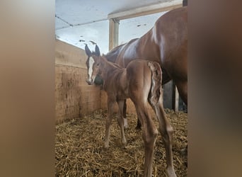 Hanovrien, Jument, 8 Ans, 166 cm, Alezan