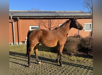 Hanovrien, Jument, 8 Ans, 166 cm, Bai