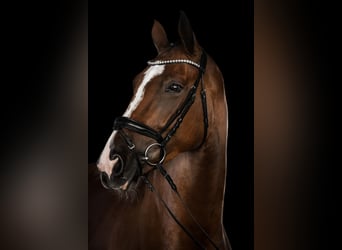 Hanovrien, Jument, 8 Ans, 167 cm, Bai