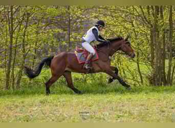 Hanovrien, Jument, 8 Ans, 167 cm, Bai