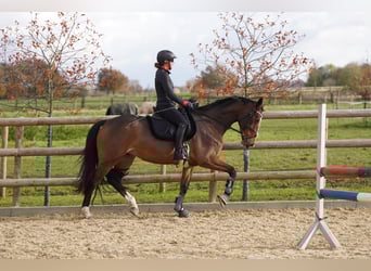 Hanovrien, Jument, 8 Ans, 167 cm, Bai
