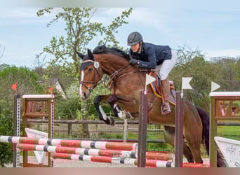 Hanovrien, Jument, 8 Ans, 167 cm, Bai