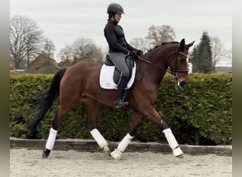 Hanovrien, Jument, 8 Ans, 167 cm, Bai