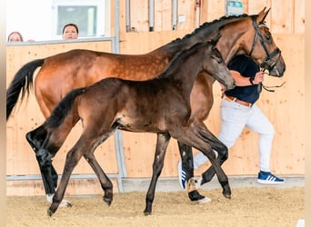 Hanovrien, Jument, 8 Ans, 167 cm, Bai