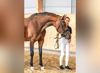 Hanovrien, Jument, 8 Ans, 167 cm, Bai