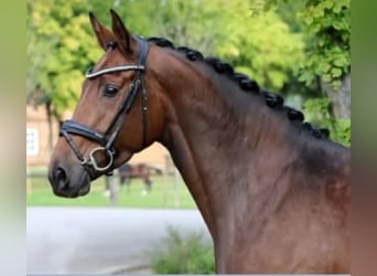 Hanovrien, Jument, 8 Ans, 167 cm, Bai