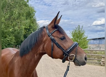 Hanovrien, Jument, 8 Ans, 167 cm, Bai