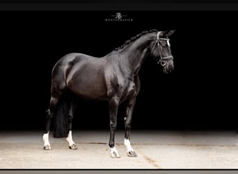 Hanovrien, Jument, 8 Ans, 167 cm, Noir
