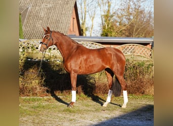 Hanovrien, Jument, 8 Ans, 168 cm, Alezan brûlé