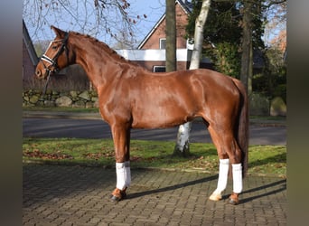 Hanovrien, Jument, 8 Ans, 168 cm, Alezan