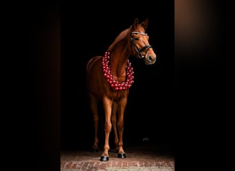 Hanovrien, Jument, 8 Ans, 168 cm, Alezan