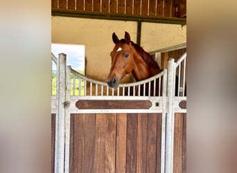 Hanovrien, Jument, 8 Ans, 168 cm, Alezan