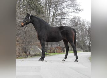 Hanovrien, Jument, 8 Ans, 168 cm, Bai brun