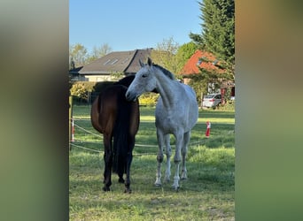 Hanovrien, Jument, 8 Ans, 168 cm, Gris