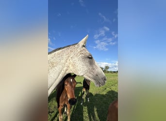 Hanovrien, Jument, 8 Ans, 168 cm, Gris