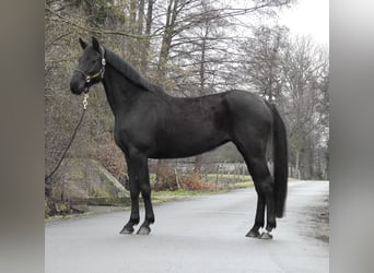 Hanovrien, Jument, 8 Ans, 168 cm, Noir