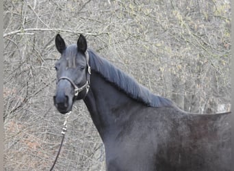 Hanovrien, Jument, 8 Ans, 168 cm, Noir