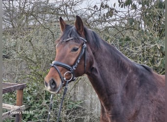 Hanovrien, Jument, 8 Ans, 169 cm, Bai