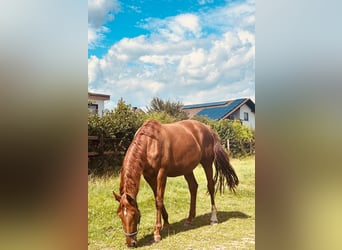 Hanovrien, Jument, 8 Ans, 170 cm, Alezan brûlé