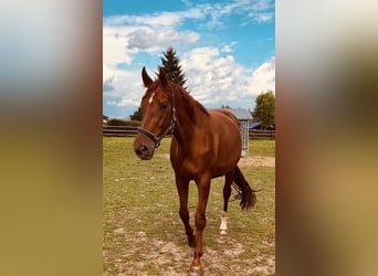 Hanovrien, Jument, 8 Ans, 170 cm, Alezan brûlé