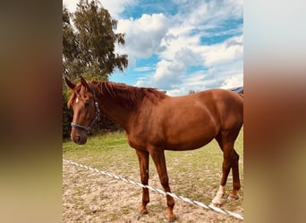 Hanovrien, Jument, 8 Ans, 170 cm, Alezan brûlé