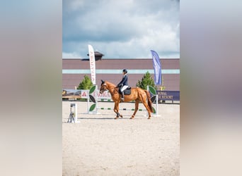 Hanovrien, Jument, 8 Ans, 170 cm, Alezan brûlé