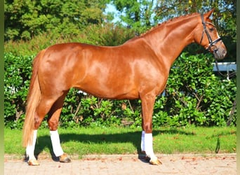 Hanovrien, Jument, 8 Ans, 170 cm, Alezan