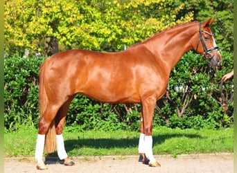 Hanovrien, Jument, 8 Ans, 170 cm, Alezan