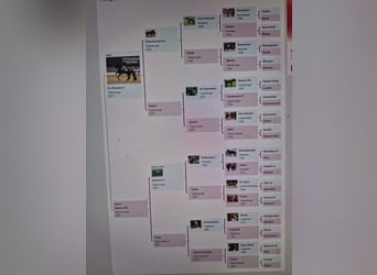 Hanovrien, Jument, 8 Ans, 170 cm, Bai brun foncé