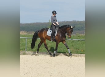 Hanovrien, Jument, 8 Ans, 170 cm, Bai