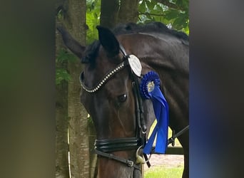 Hanovrien, Jument, 8 Ans, 170 cm, Bai
