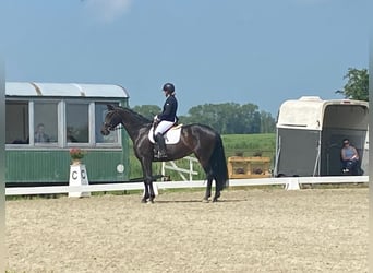 Hanovrien, Jument, 8 Ans, 170 cm, Bai