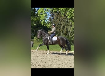 Hanovrien, Jument, 8 Ans, 170 cm, Bai