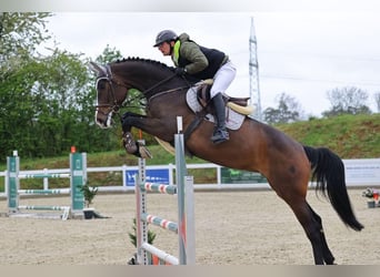 Hanovrien, Jument, 8 Ans, 170 cm, Bai