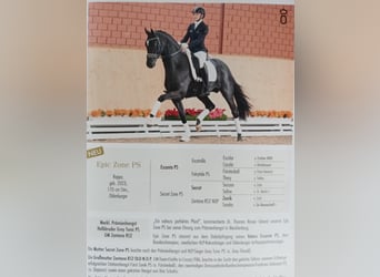 Hanovrien, Jument, 8 Ans, 170 cm, Bai