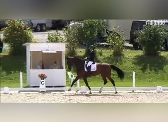 Hanovrien, Jument, 8 Ans, 170 cm, Bai