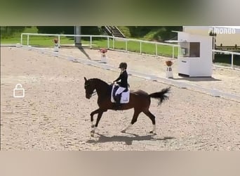 Hanovrien, Jument, 8 Ans, 170 cm, Bai
