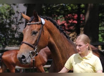Hanovrien, Jument, 8 Ans, 170 cm, Bai
