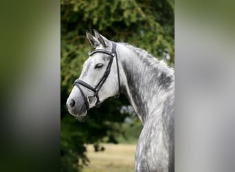 Hanovrien, Jument, 8 Ans, 170 cm, Gris