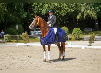 Hanovrien, Jument, 8 Ans, 171 cm, Alezan