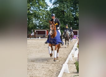 Hanovrien, Jument, 8 Ans, 171 cm, Alezan